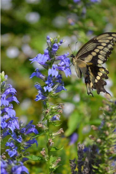 Great Blue Lobelia (Lobelia siphilitica)